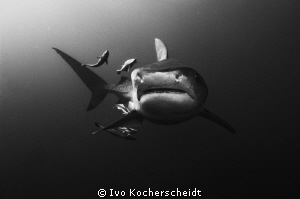 A TIGER SHARK WITH ITS ENTOURAGE, PHOTOGRAPHED OF UMKOMAA... by Ivo Kocherscheidt 